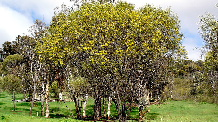 Acacia Acuminata