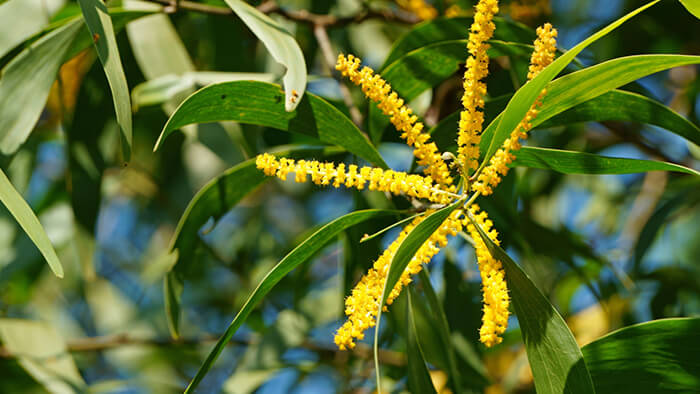 Acacia Auriculiformis