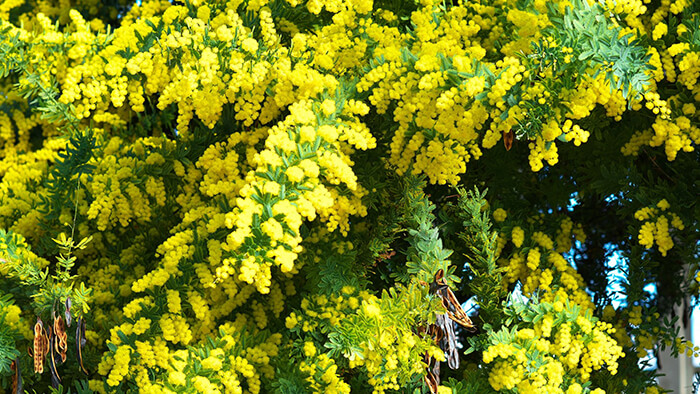 Acacia Baileyana