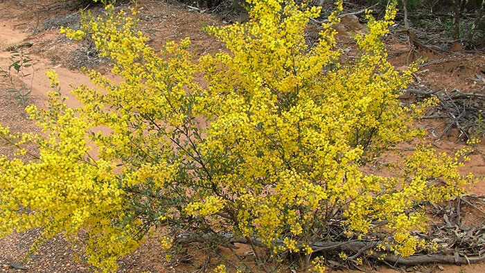 Acacia Buxifolia