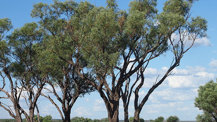 Acacia Cambagei
