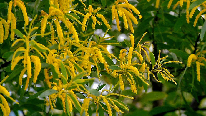 Acacia Concurrens