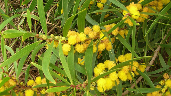 Acacia Confusa