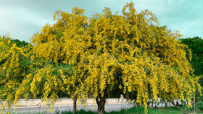 Acacia Dealbata