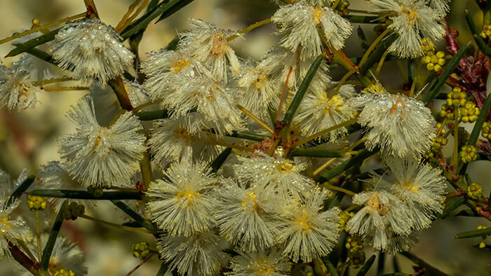 Acacia Genistifolia