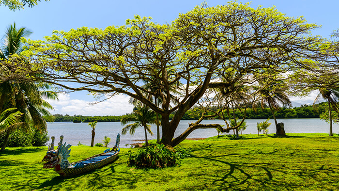 Acacia Koa