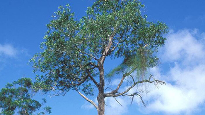 Acacia Mangium