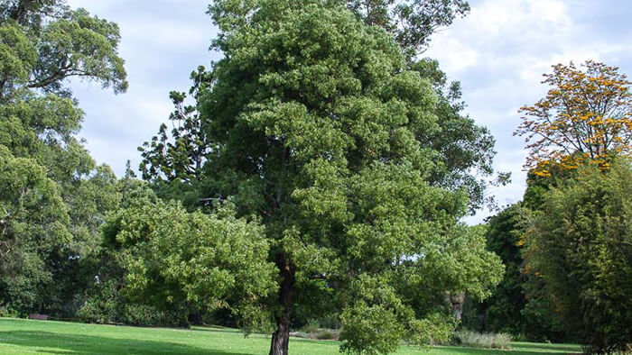 Acacia Melanoxylon
