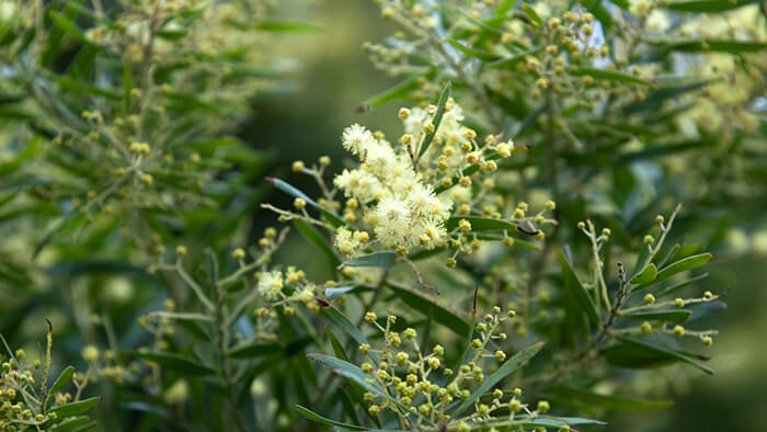 Acacia Myrtifolia