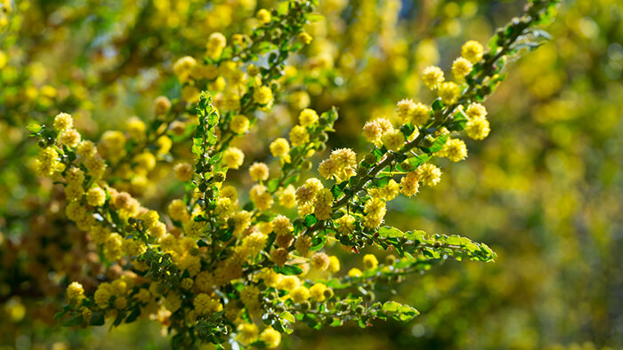 Acacia Paradoxa
