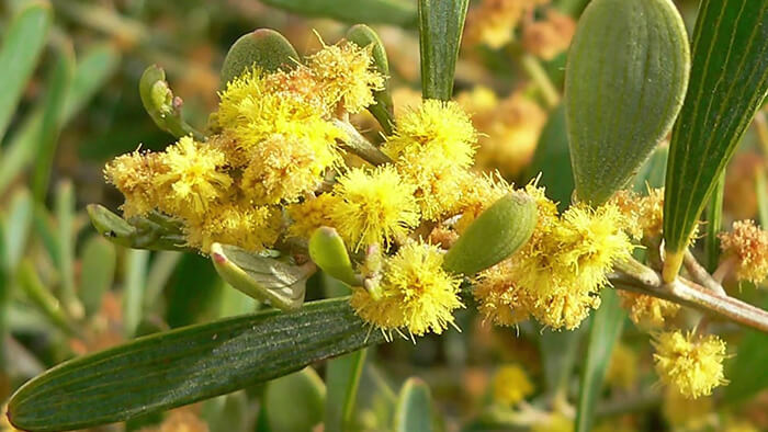 Acacia Redolens
