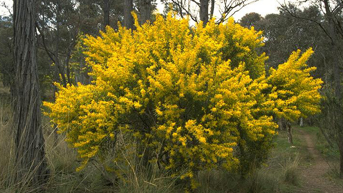 Acacia Rubida