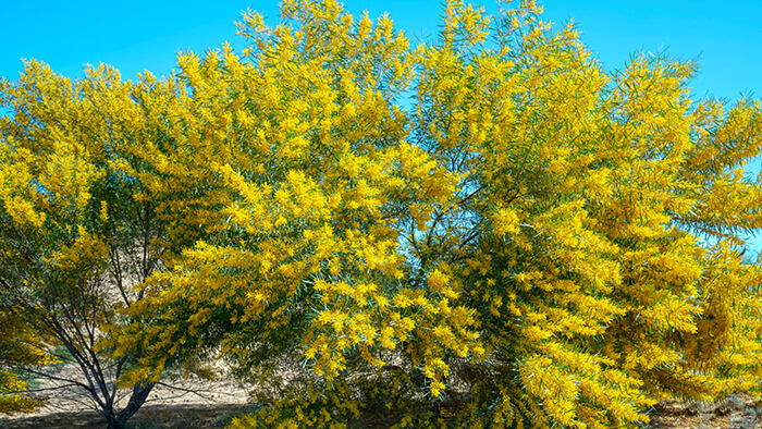 Acacia Saligna
