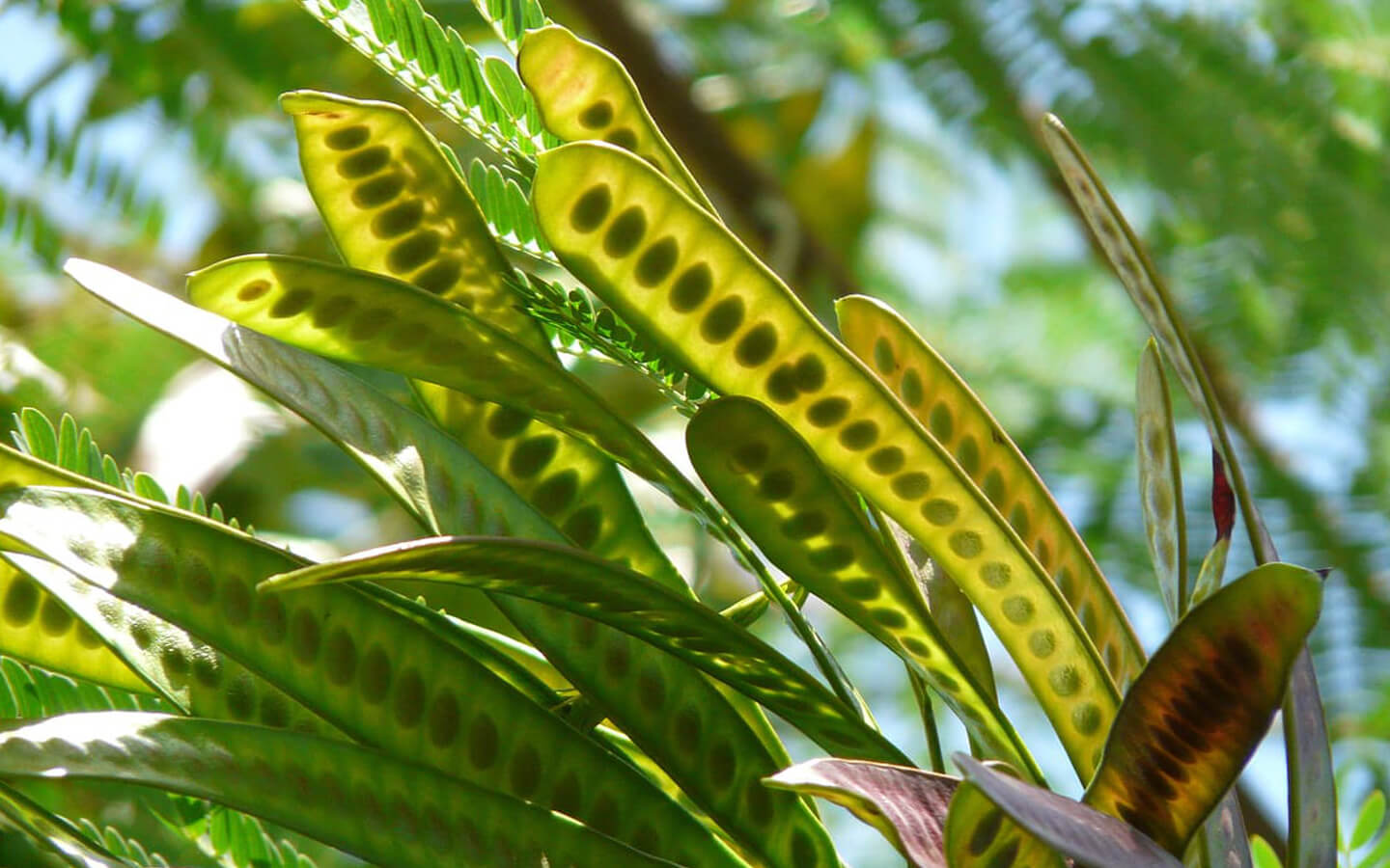 Acacia Seeds
