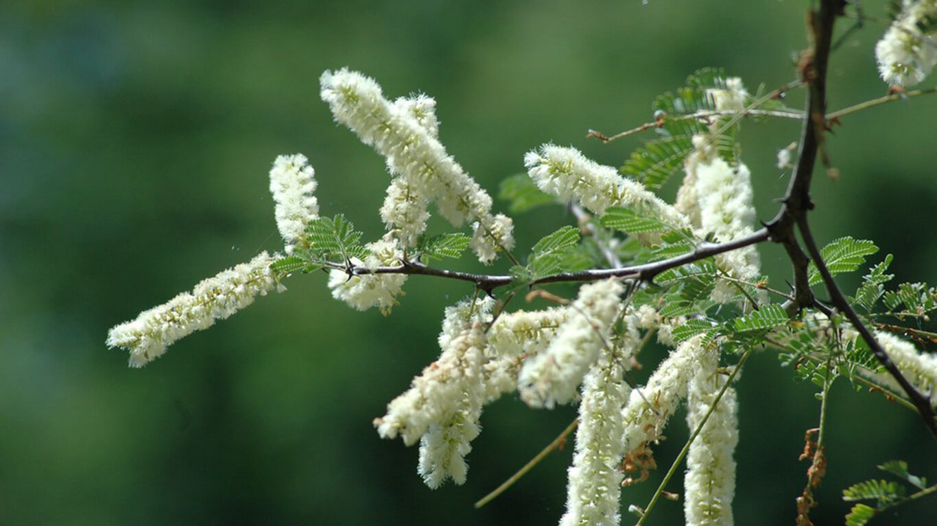 Acacia Senegal Facts