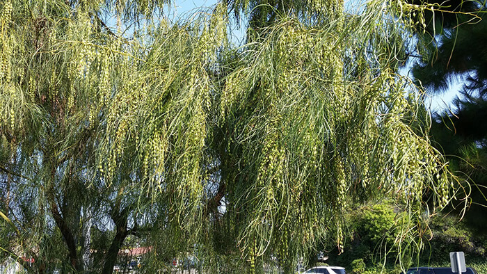 Acacia Stenophylla