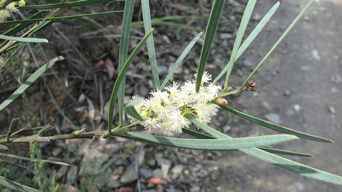 Acacia Suaveolens