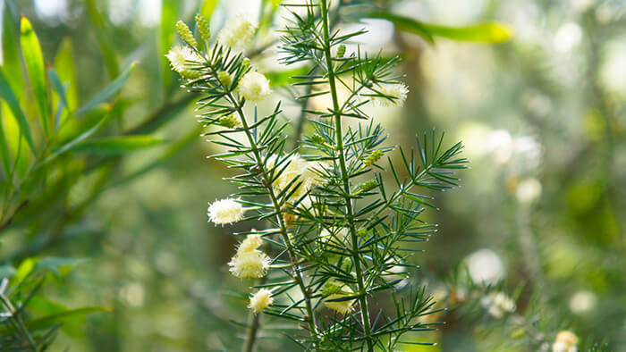 Acacia Ulicifolia