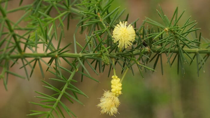 Acacia Verticillata