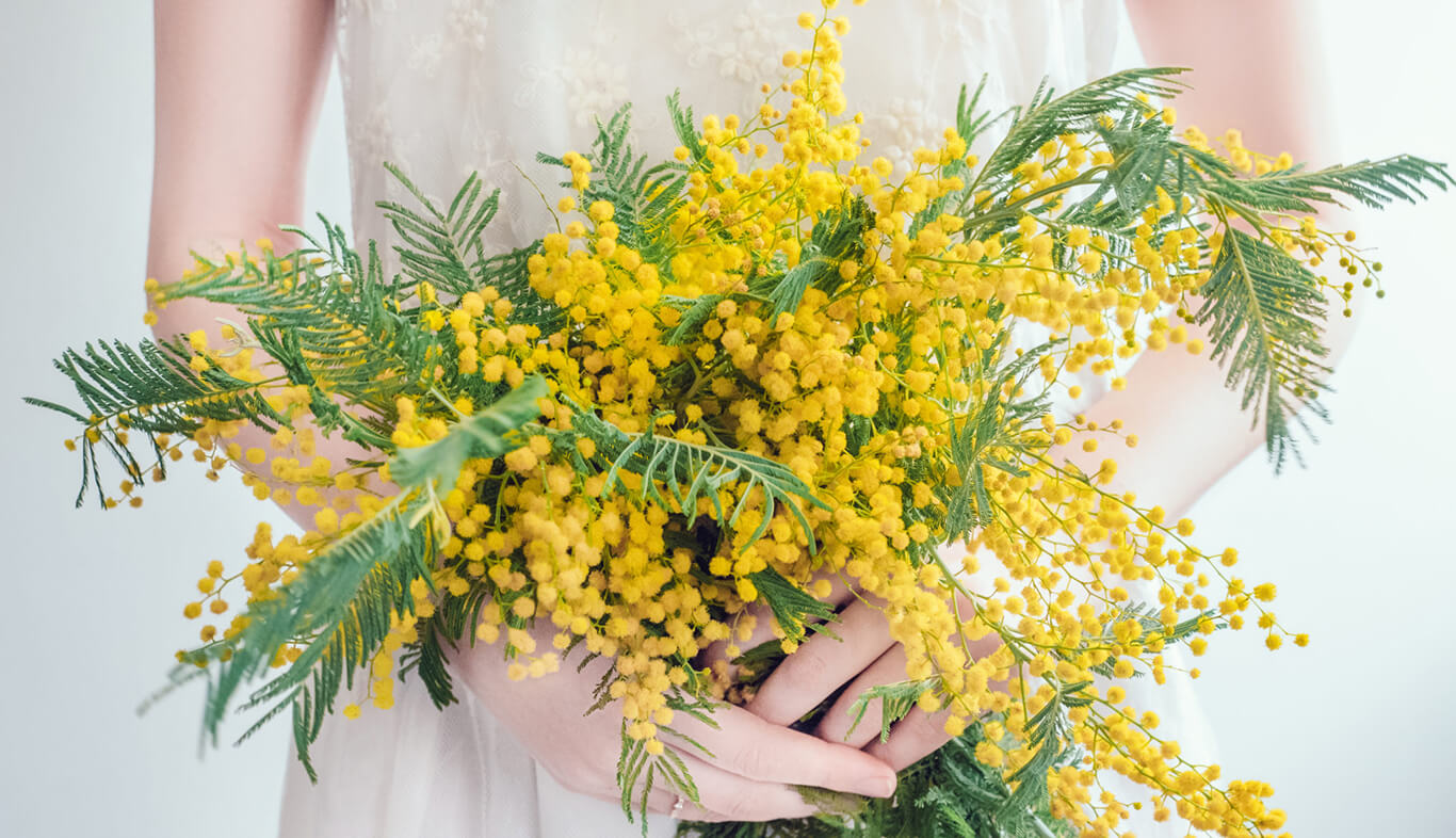 How to Take Care of Acacia Flower?